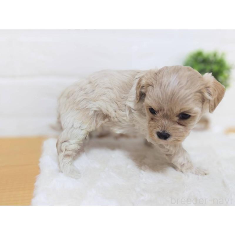 販売中の山形県のマルプー:マルチーズ×トイプードル-456883の3枚目