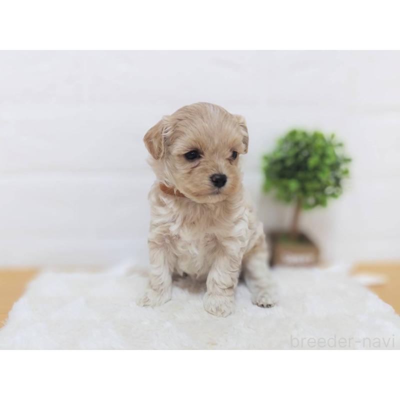 販売中の山形県のマルプー:マルチーズ×トイプードル-456883の2枚目