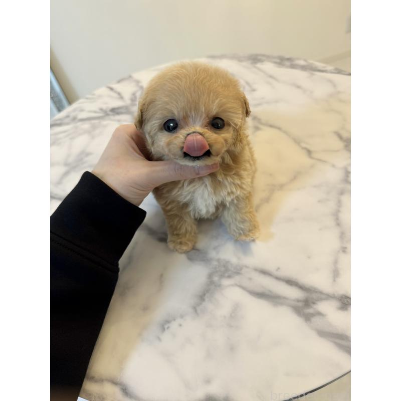 販売中の埼玉県のビションプー:ビションフリーゼ×トイプードル-456885の4枚目