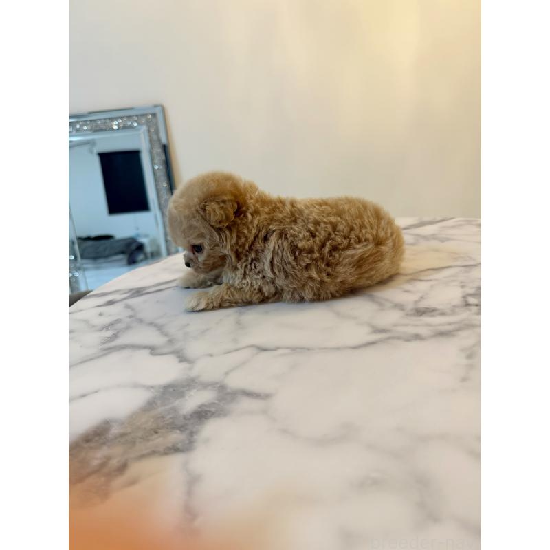 販売中の埼玉県のビションプー:ビションフリーゼ×トイプードル-456885の3枚目