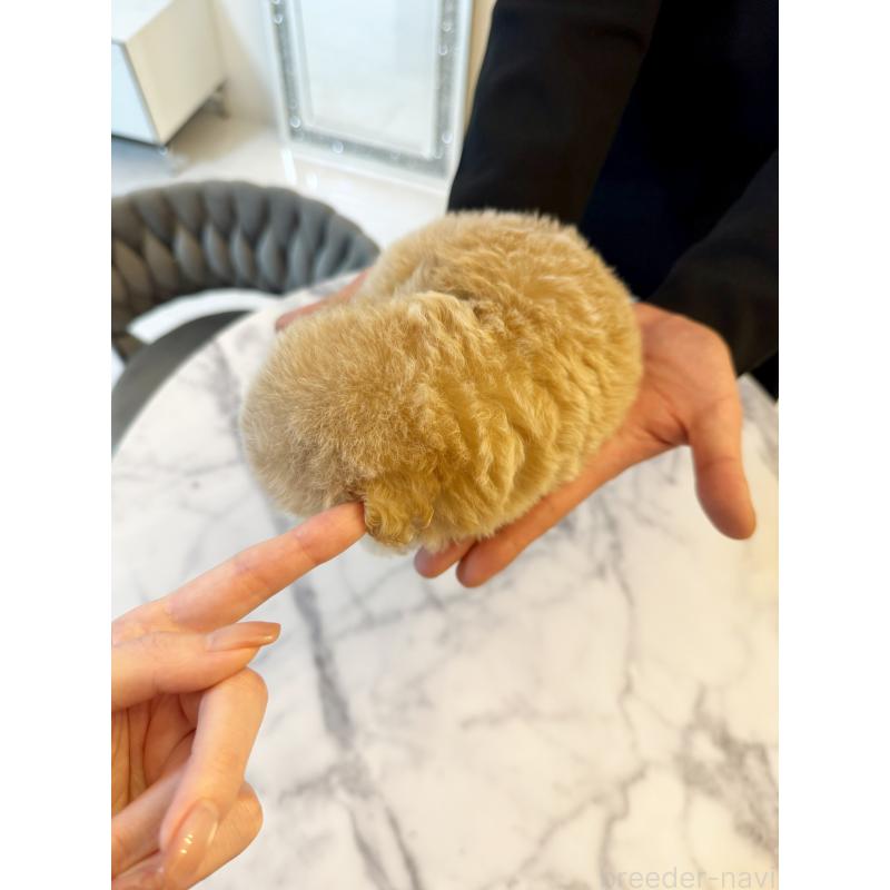 販売中の埼玉県のビションプー:ビションフリーゼ×トイプードル-456885の2枚目