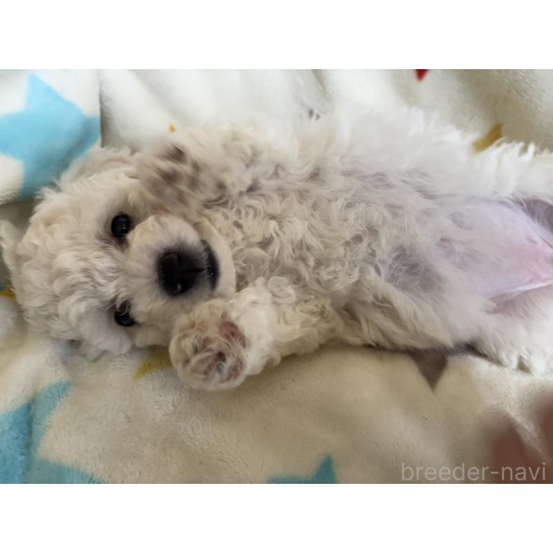 販売中の宮崎県のビションフリーゼ-456676の5枚目