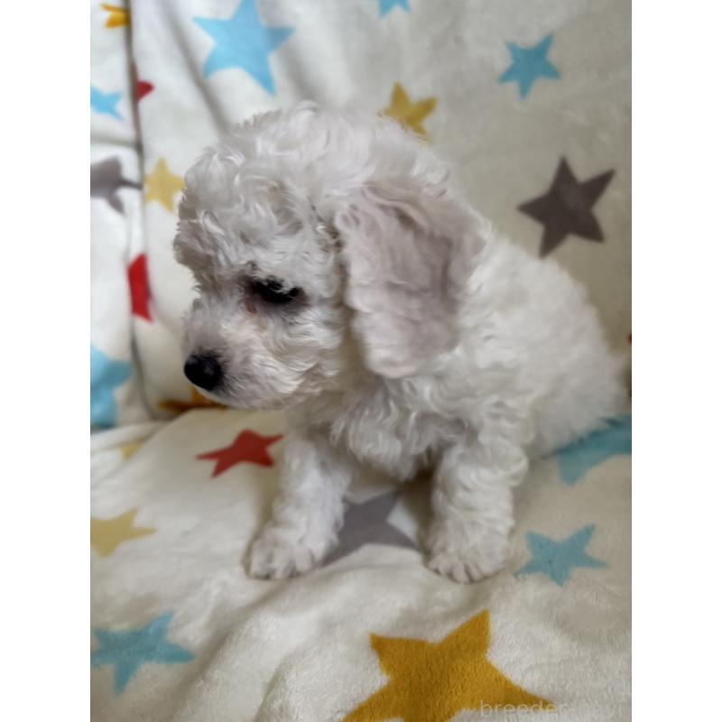 販売中の宮崎県のビションフリーゼ-456676の4枚目