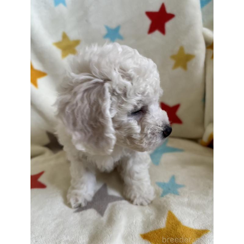 販売中の宮崎県のビションフリーゼ-456676の3枚目