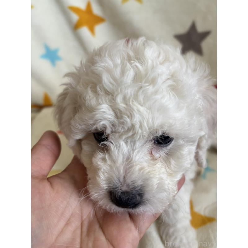 販売中の宮崎県のビションフリーゼ-456676の2枚目