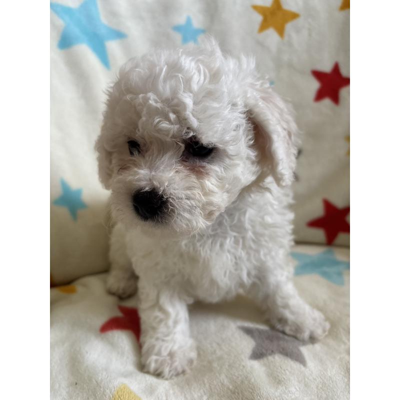 販売中の宮崎県のビションフリーゼ-456677の6枚目