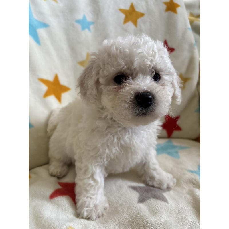 販売中の宮崎県のビションフリーゼ-456677の5枚目