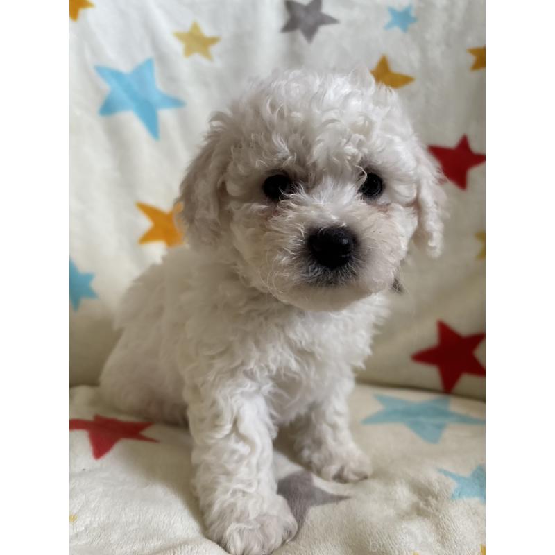 販売中の宮崎県のビションフリーゼ-456677の4枚目