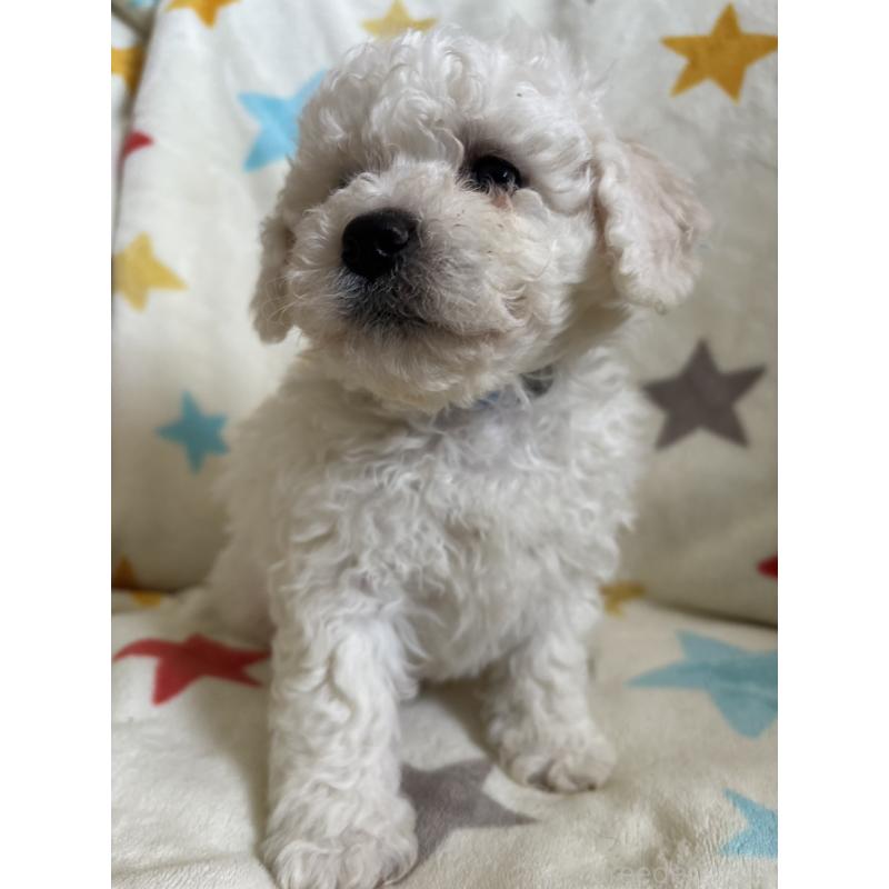 販売中の宮崎県のビションフリーゼ-456677の3枚目