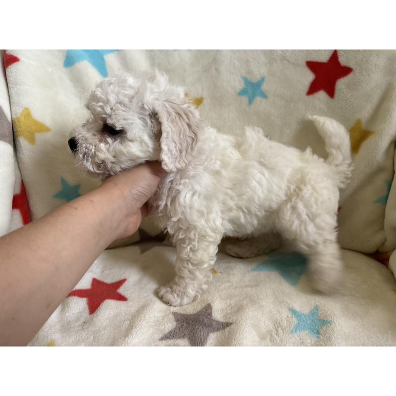 販売中の宮崎県のビションフリーゼ-456677の2枚目