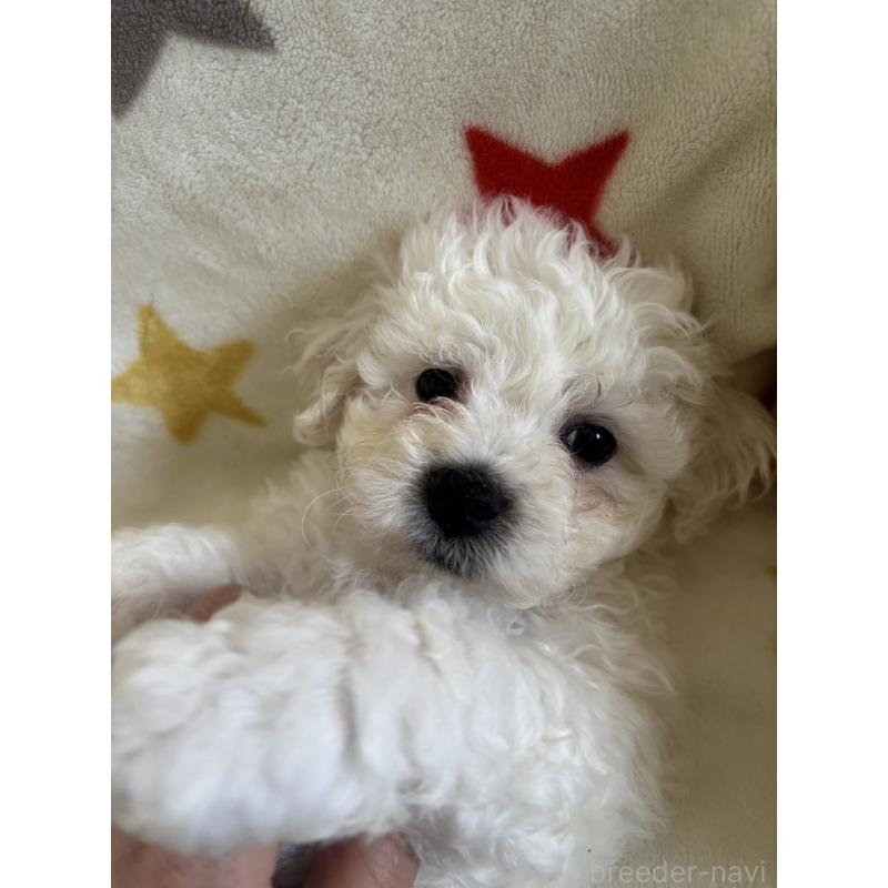 販売中の宮崎県のビションフリーゼ-456678の6枚目