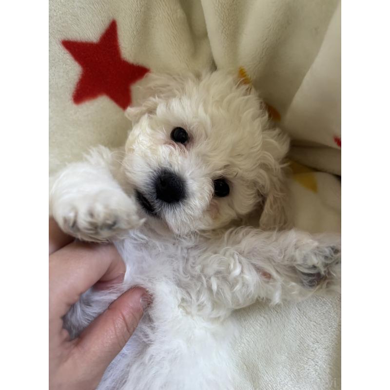 販売中の宮崎県のビションフリーゼ-456678の5枚目