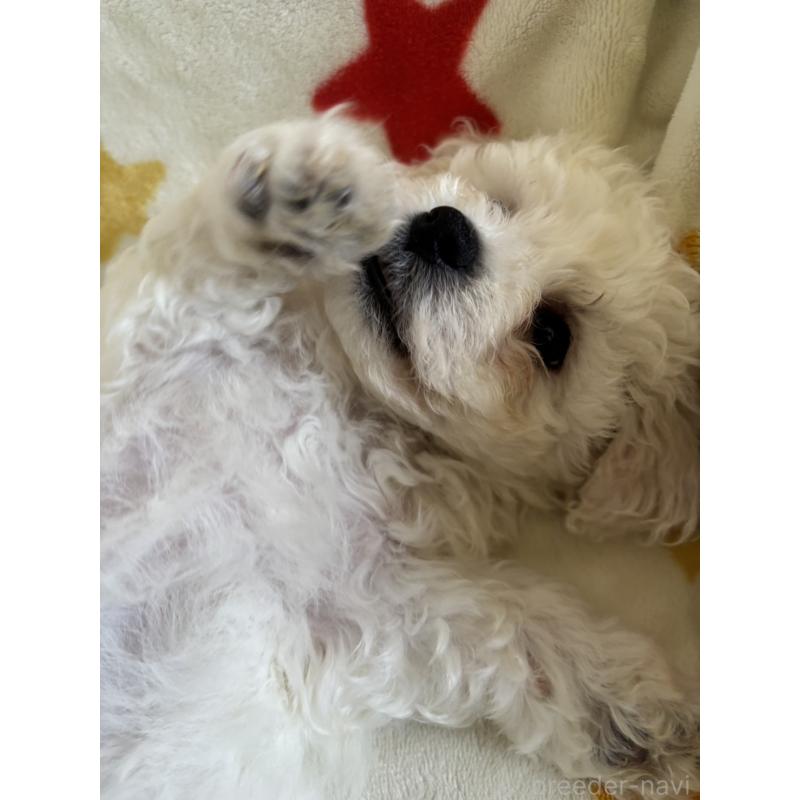 販売中の宮崎県のビションフリーゼ-456678の4枚目