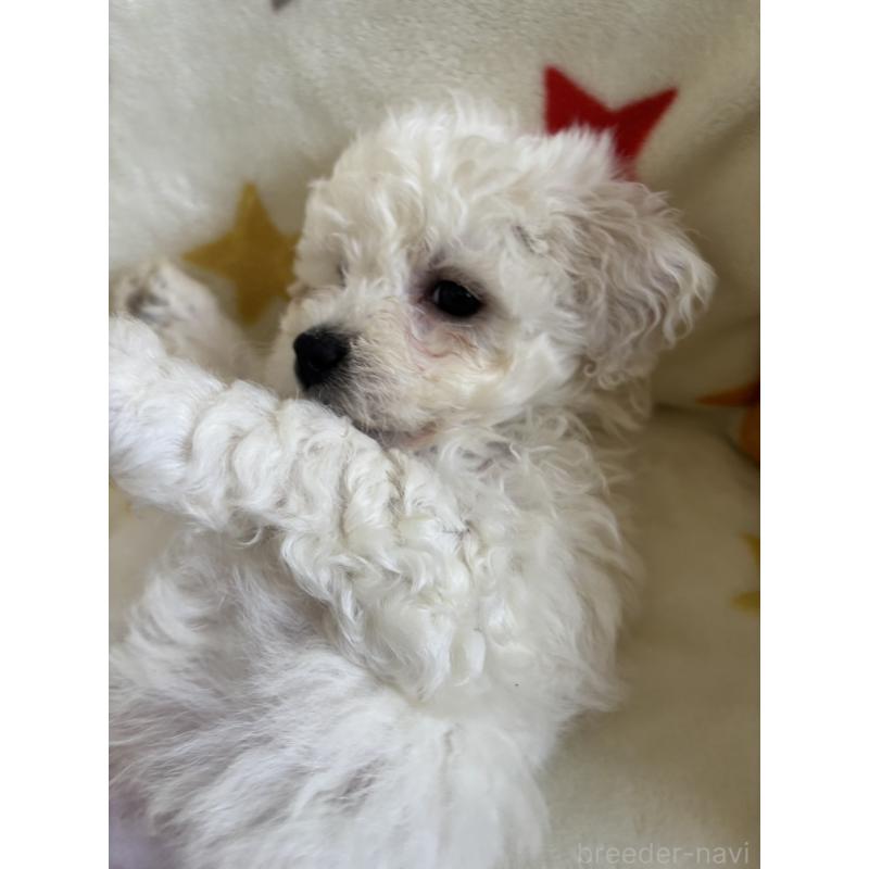 販売中の宮崎県のビションフリーゼ-456678の3枚目