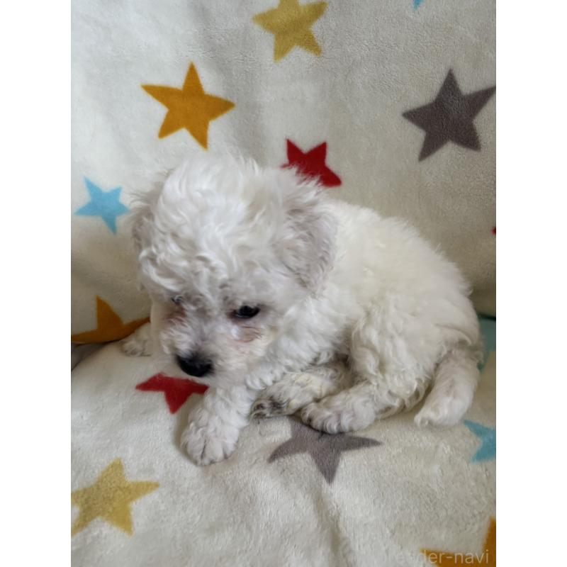 販売中の宮崎県のビションフリーゼ-456678の2枚目