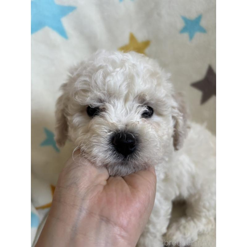 販売中の宮崎県のビションフリーゼ-456679の6枚目