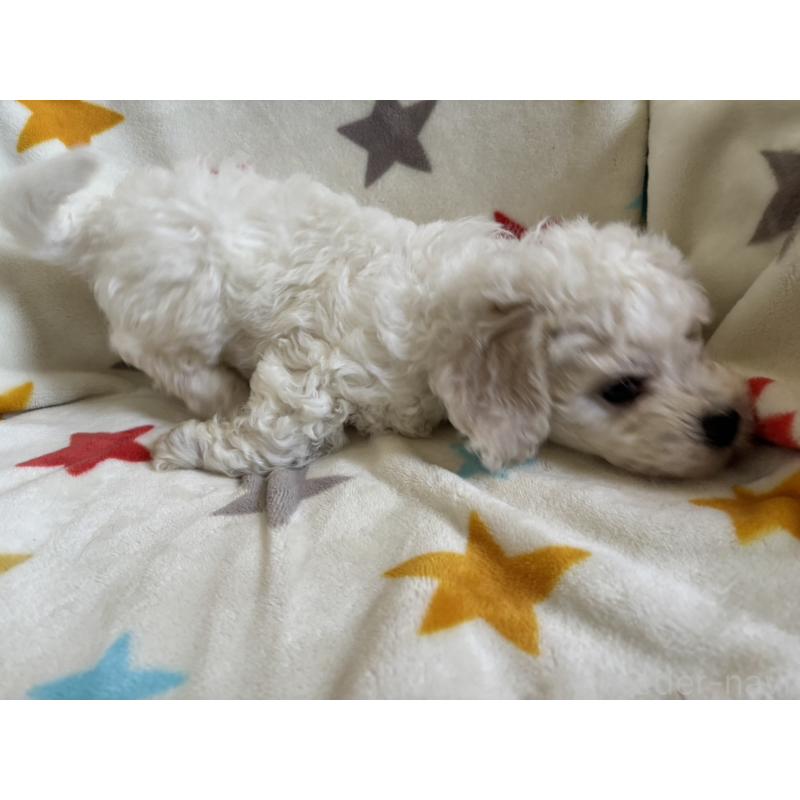 販売中の宮崎県のビションフリーゼ-456679の5枚目