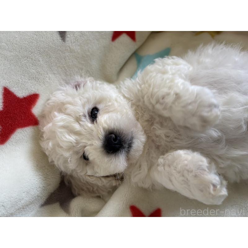 販売中の宮崎県のビションフリーゼ-456679の4枚目