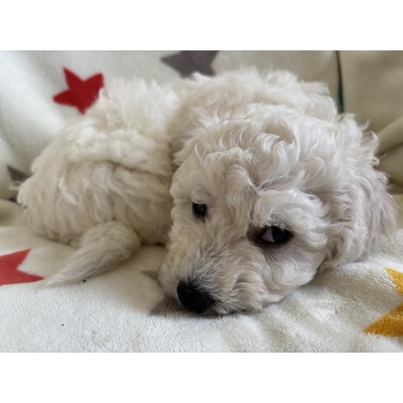 販売中の宮崎県のビションフリーゼ-456679の3枚目