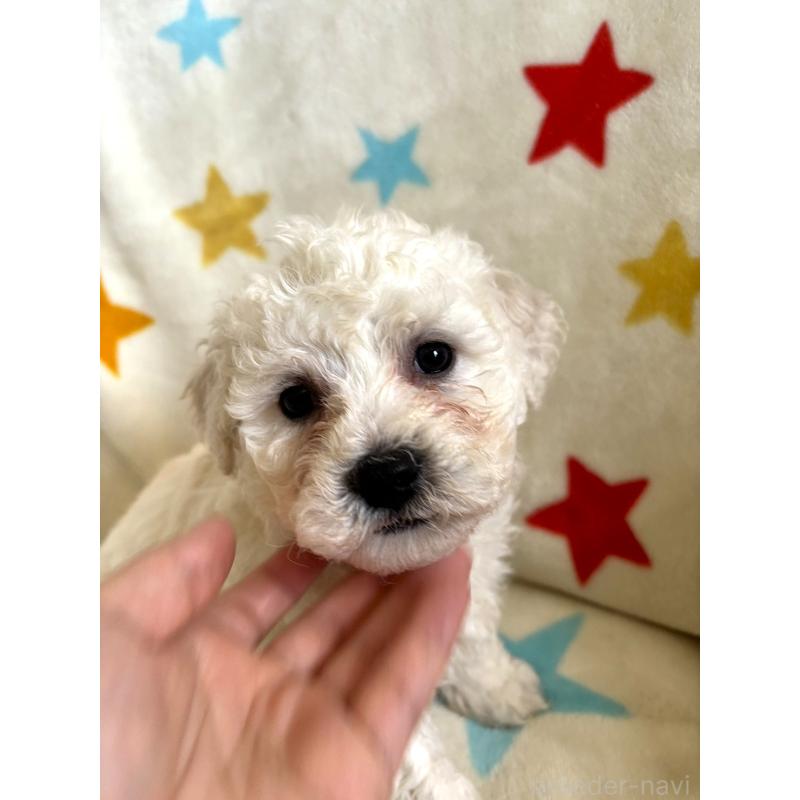 販売中の宮崎県のビションフリーゼ-456680の6枚目