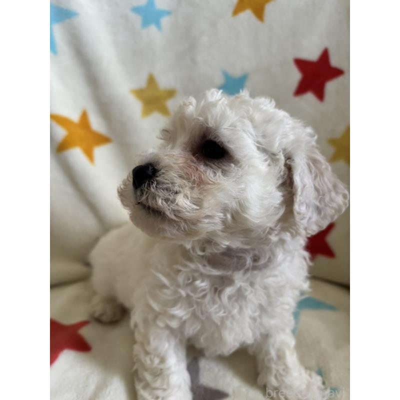 販売中の宮崎県のビションフリーゼ-456680の5枚目