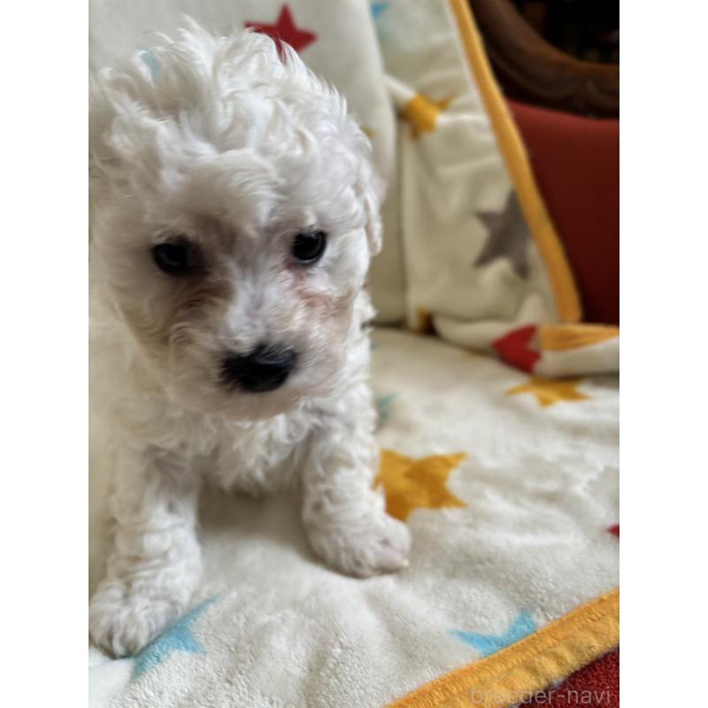 販売中の宮崎県のビションフリーゼ-456680の4枚目