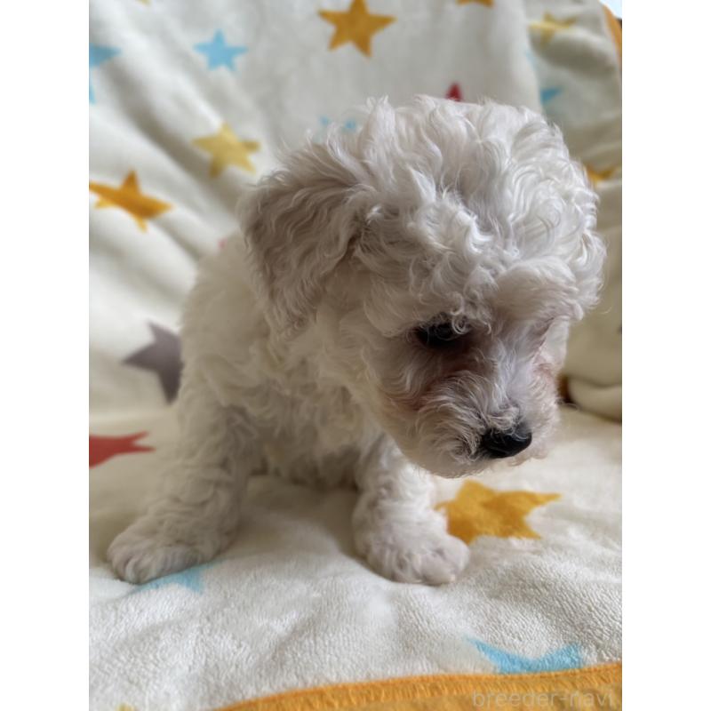 販売中の宮崎県のビションフリーゼ-456680の3枚目