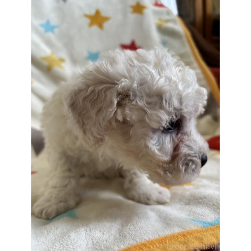 販売中の宮崎県のビションフリーゼ-456680の2枚目