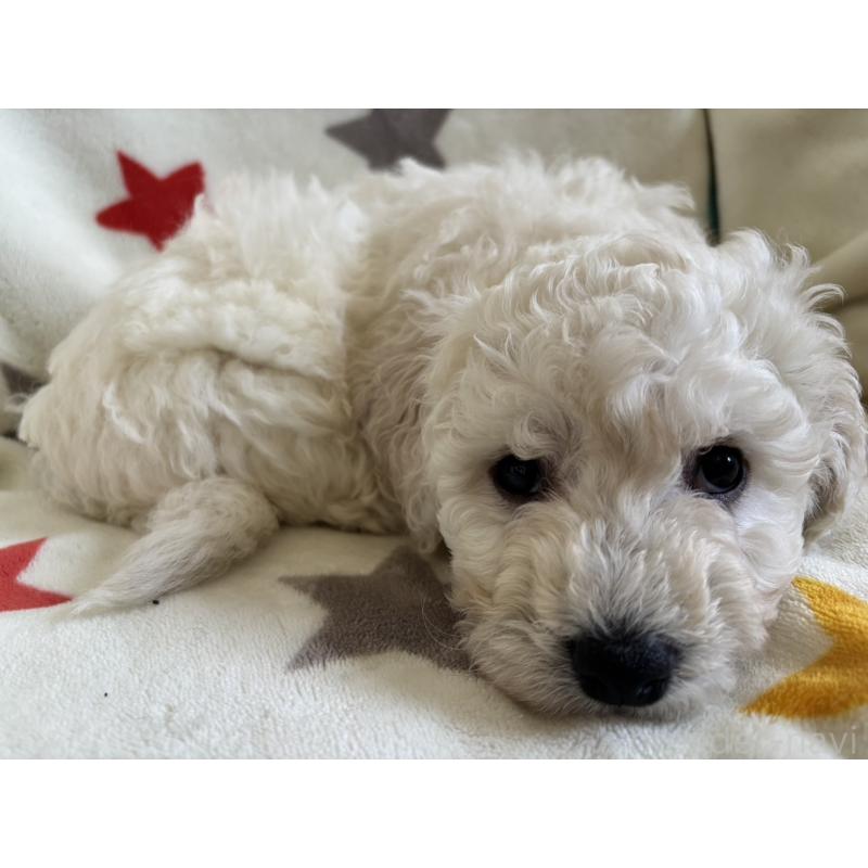 販売中の宮崎県のビションフリーゼ-456681の6枚目