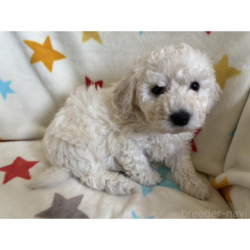 販売中の宮崎県のビションフリーゼ-456681の5枚目