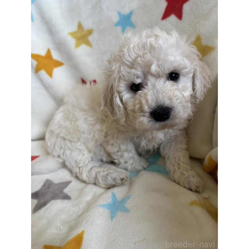 販売中の宮崎県のビションフリーゼ-456681の4枚目