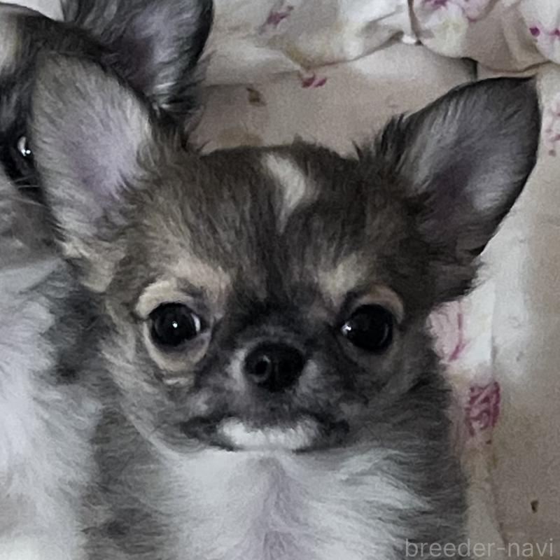 販売中の山口県のチワワ(ロングコート)-451784