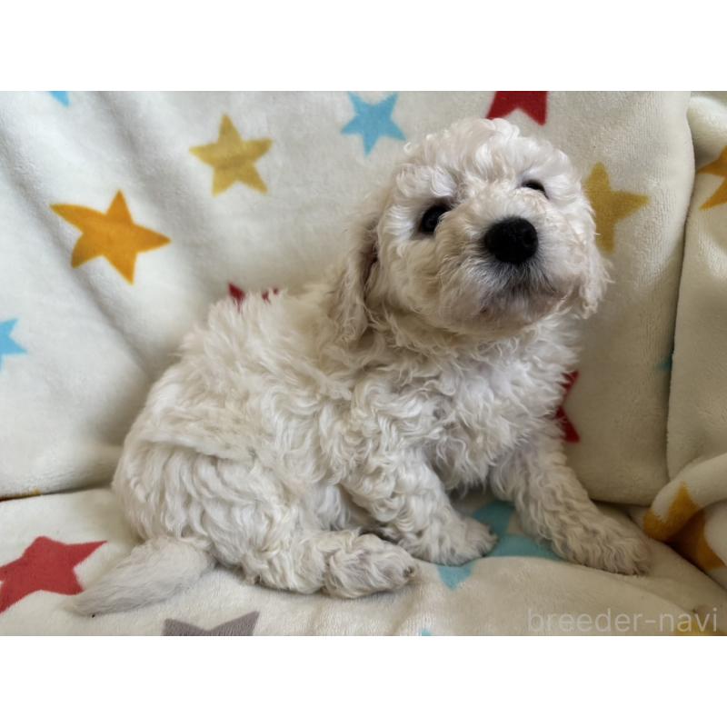 販売中の宮崎県のビションフリーゼ-456681の3枚目