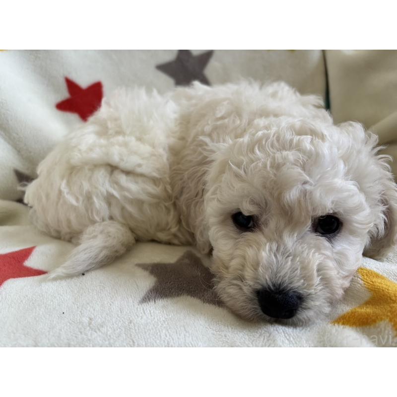 販売中の宮崎県のビションフリーゼ-456681の2枚目