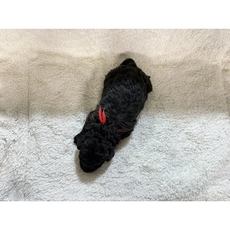 販売中の兵庫県のミディアムプードル-456683の3枚目