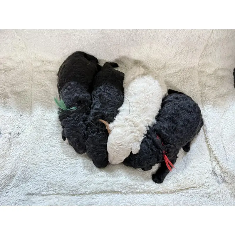 販売中の兵庫県のミディアムプードル-456683の2枚目