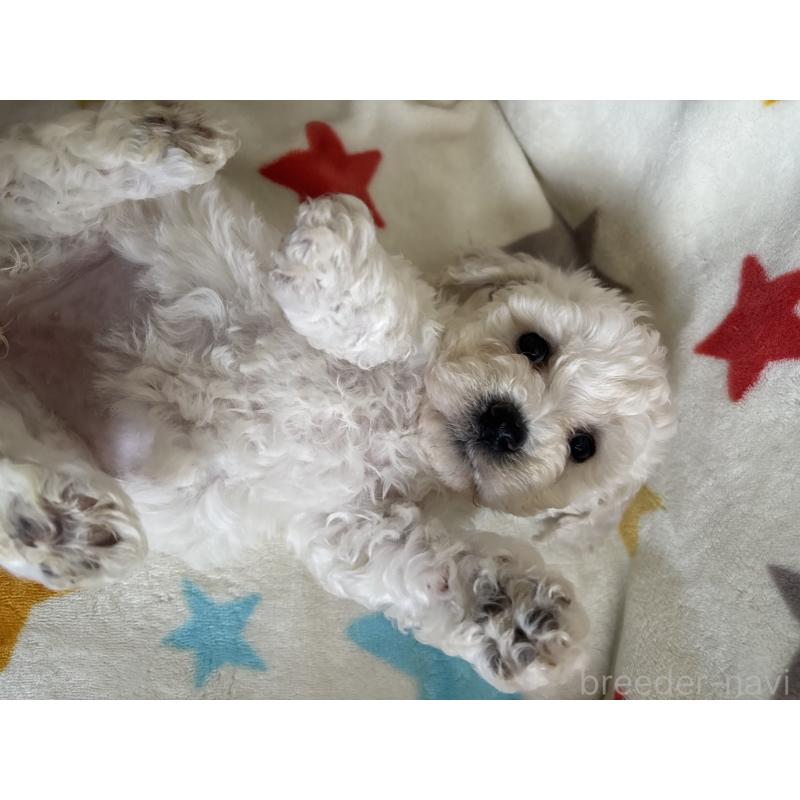 販売中の宮崎県のビションフリーゼ-456682の6枚目