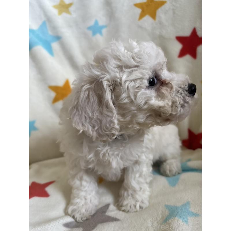 販売中の宮崎県のビションフリーゼ-456682の4枚目