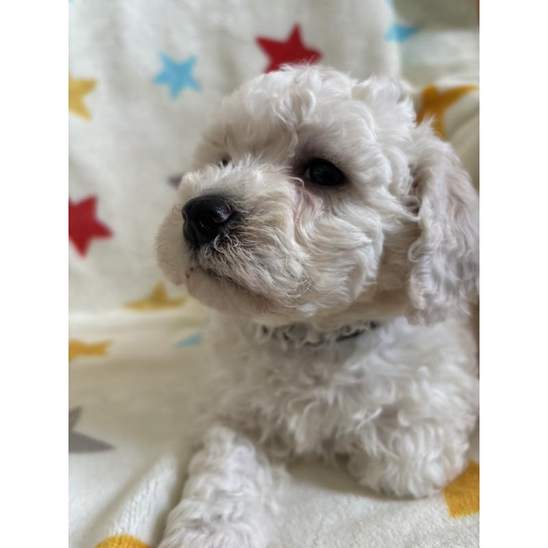 販売中の宮崎県のビションフリーゼ-456682の3枚目