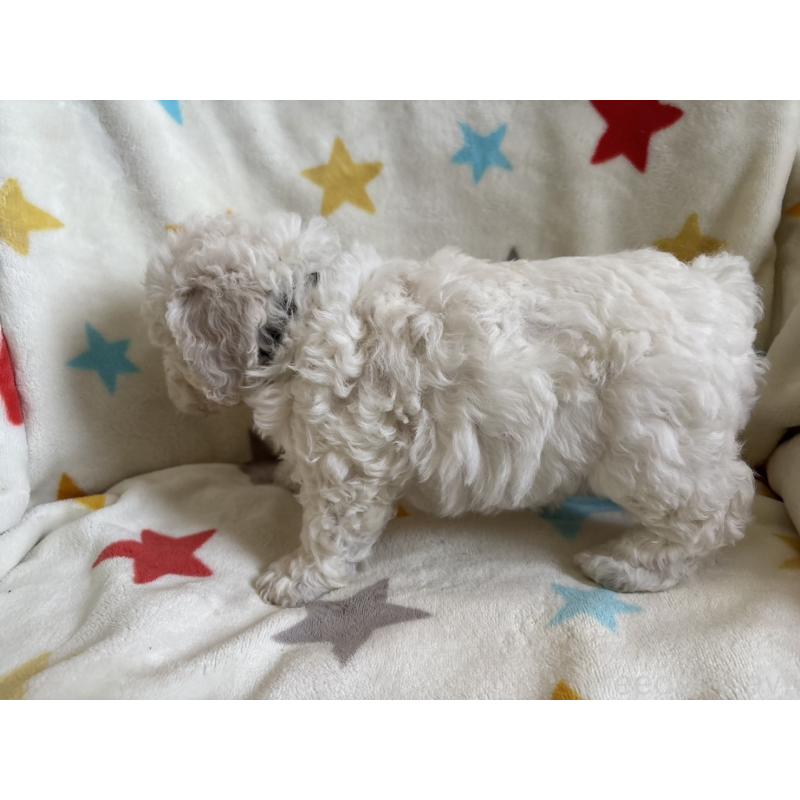 販売中の宮崎県のビションフリーゼ-456682の2枚目