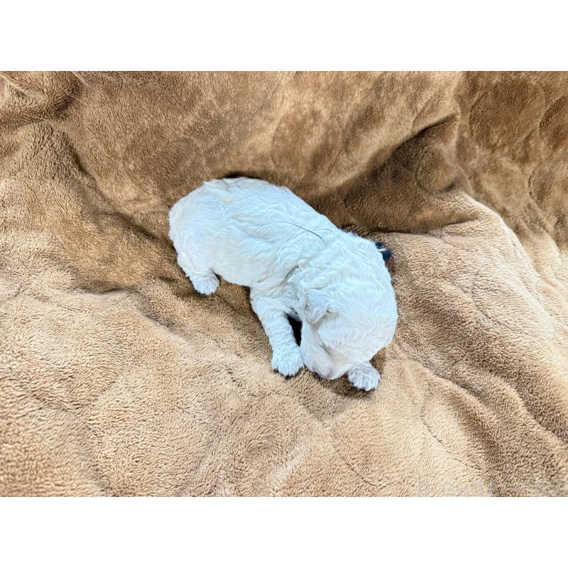 販売中の兵庫県のミディアムプードル-456684の3枚目