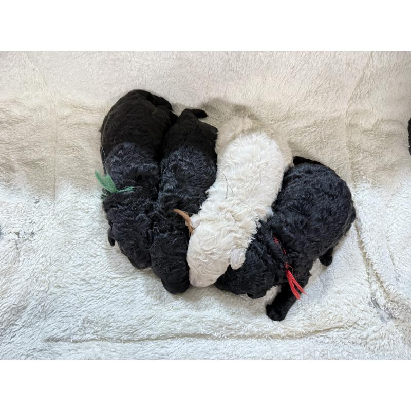 販売中の兵庫県のミディアムプードル-456684の2枚目