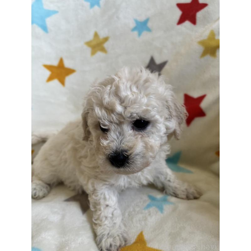 販売中の宮崎県のビションフリーゼ-456685の5枚目