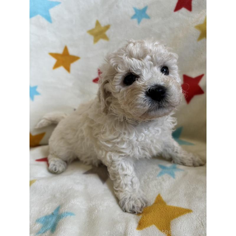 販売中の宮崎県のビションフリーゼ-456685の4枚目