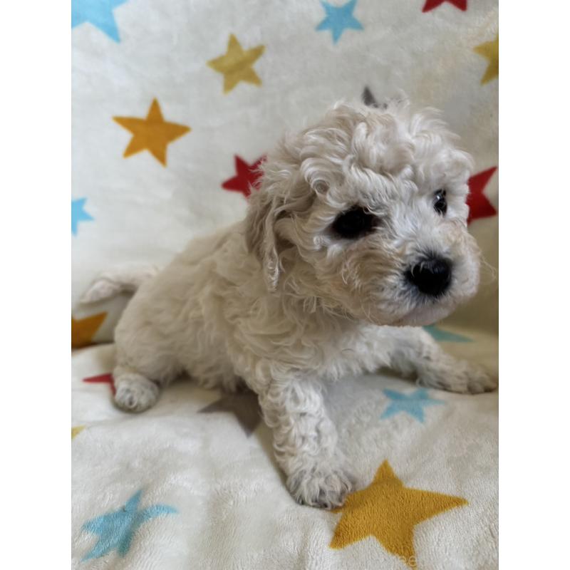 販売中の宮崎県のビションフリーゼ-456685の3枚目