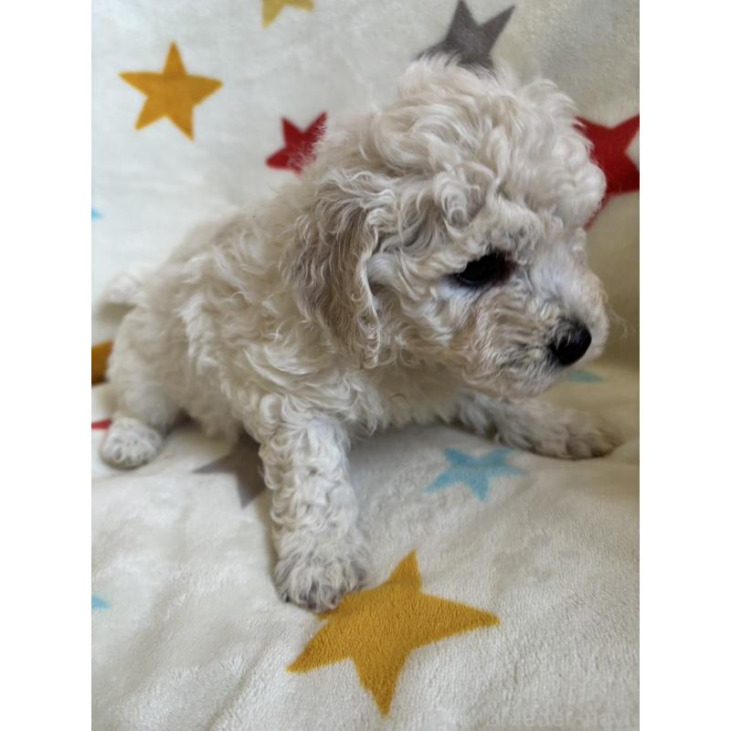 販売中の宮崎県のビションフリーゼ-456685の2枚目