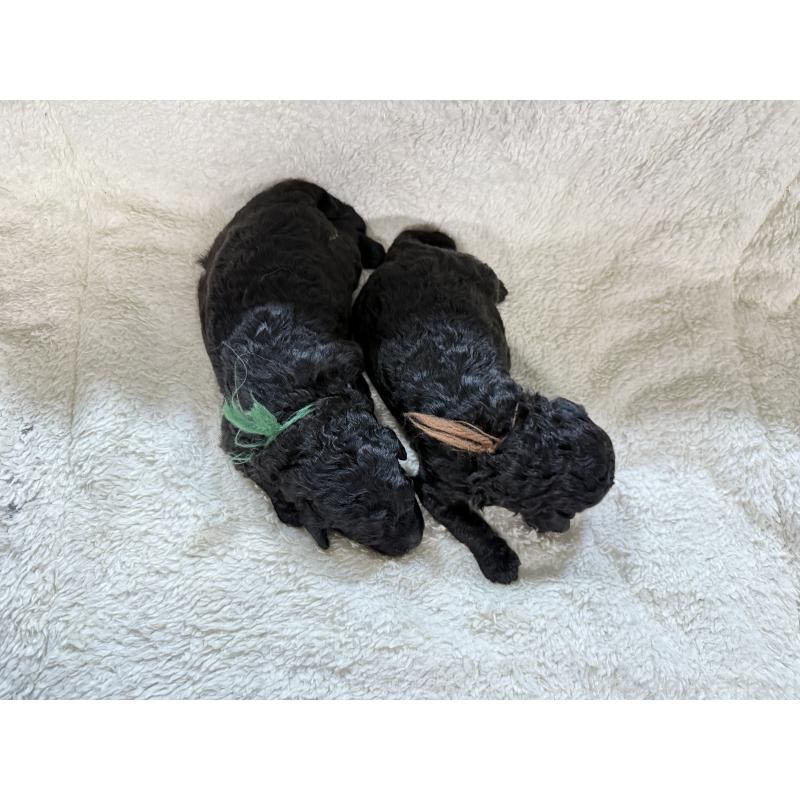 販売中の兵庫県のミディアムプードル-456686の4枚目