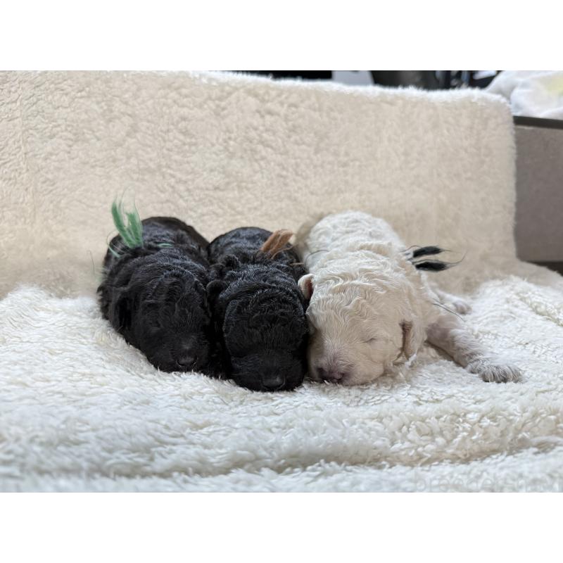 販売中の兵庫県のミディアムプードル-456686の3枚目