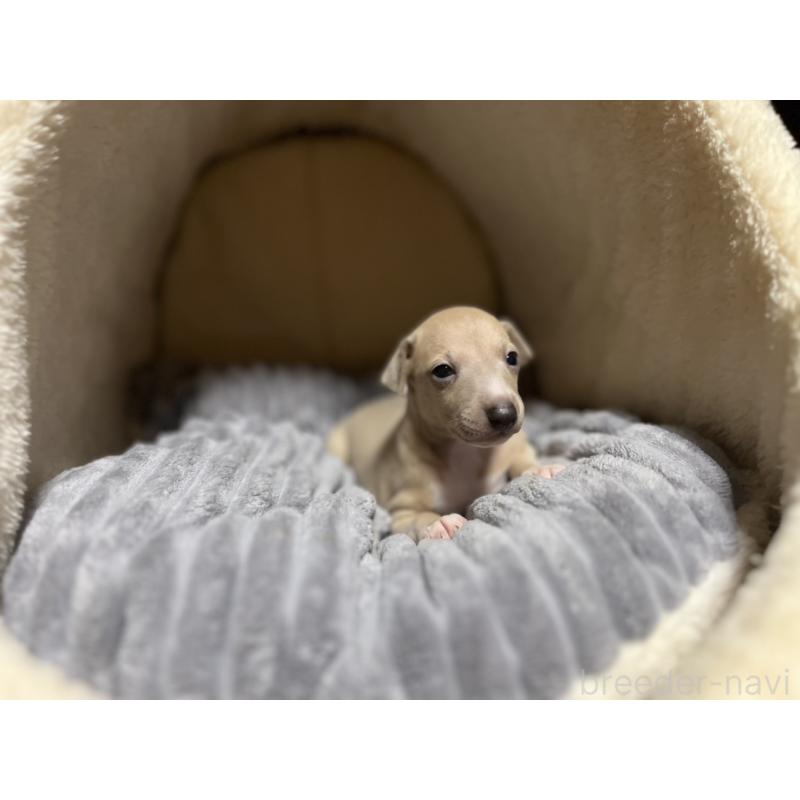 販売中の岩手県のイタリアングレーハウンド(イタグレ)-456687の5枚目