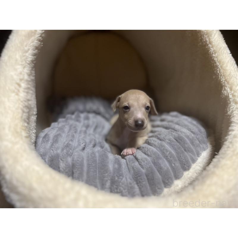 販売中の岩手県のイタリアングレーハウンド(イタグレ)-456687の4枚目